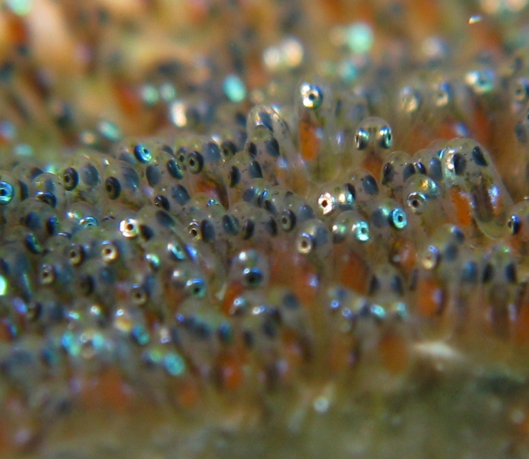 A photo of fish eggs underwater 