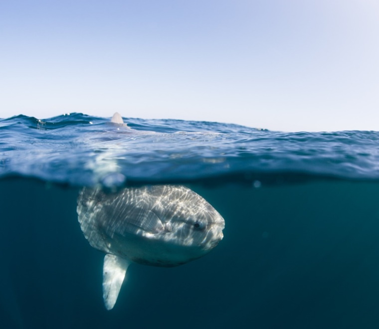 A photo of a sunfish 
