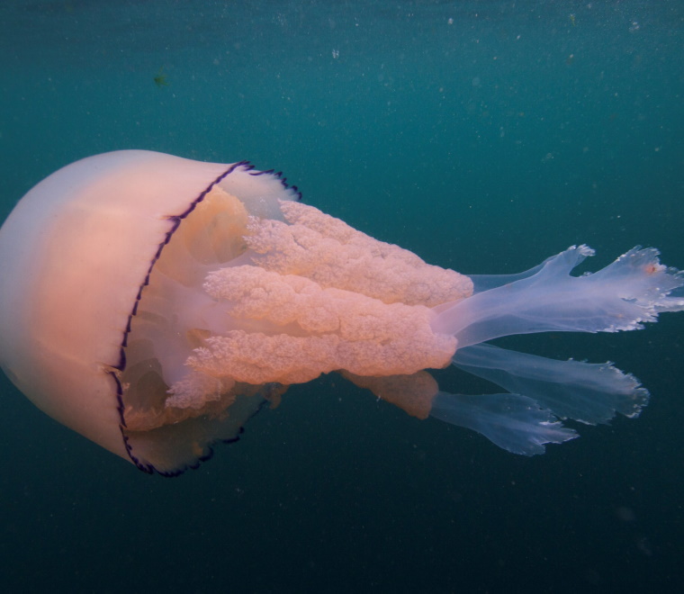 A photo of a pink barrel jellyfish 