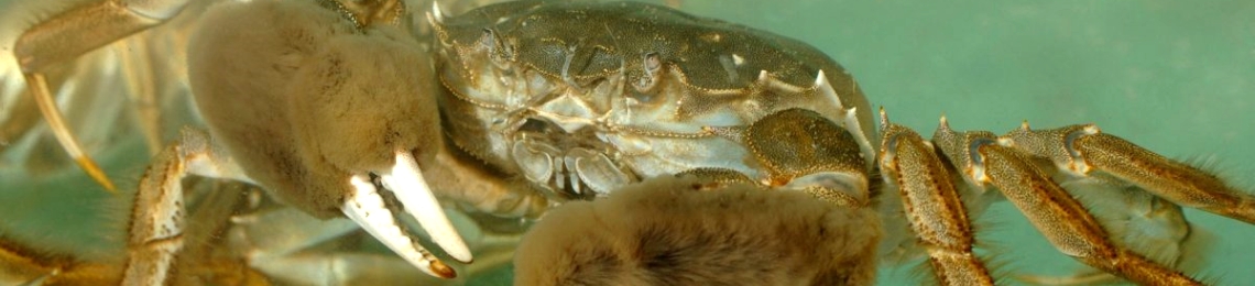 Chinese mitten crab