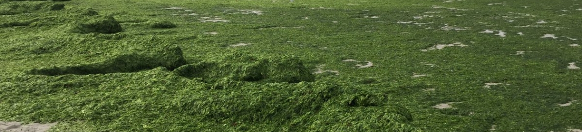Seagrass