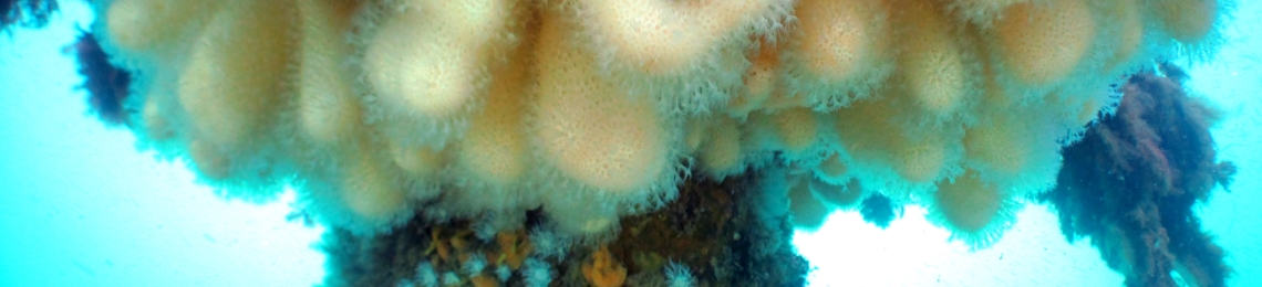 Dead man's fingers