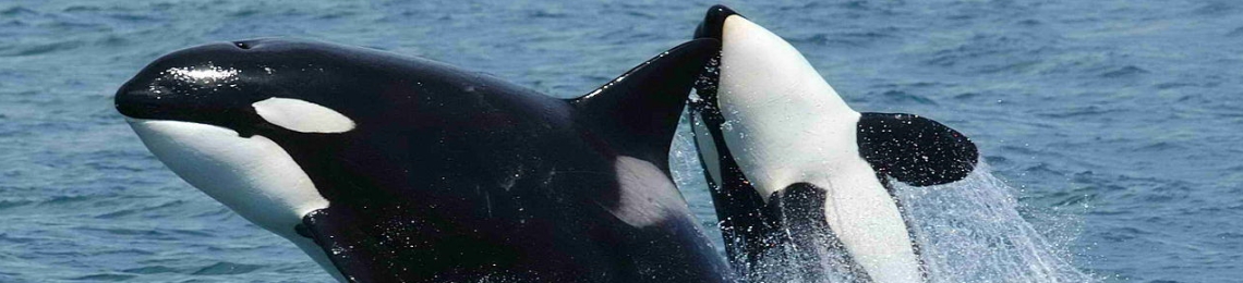 Orca wales