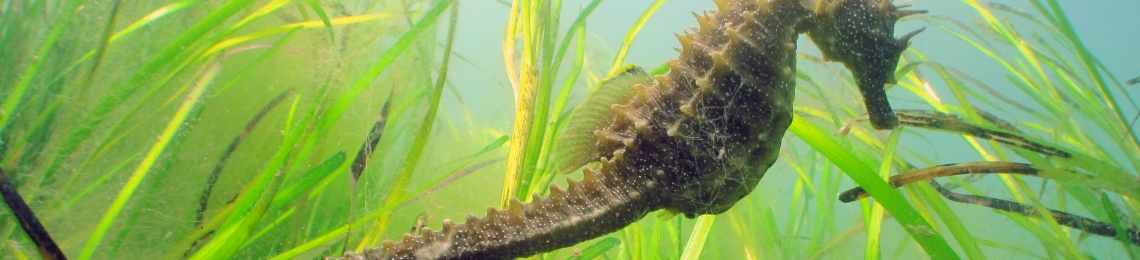 Seahorse