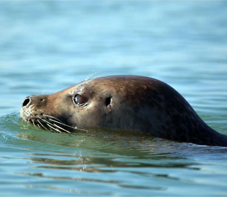 A common seal breaching water with its head
