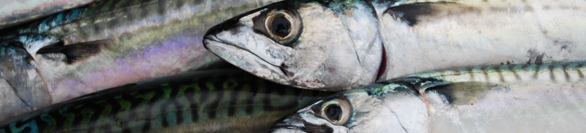 Mackerel box