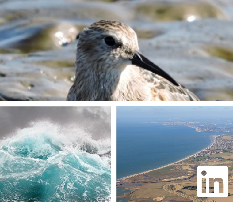 Photo collage of a waterbird, stormy seas and an aerial photo of a coastline 