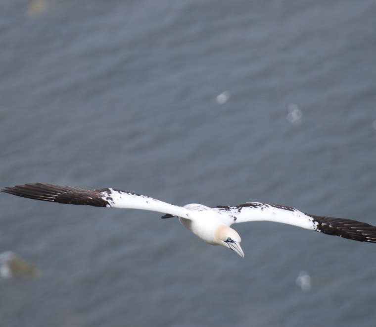 Gannet