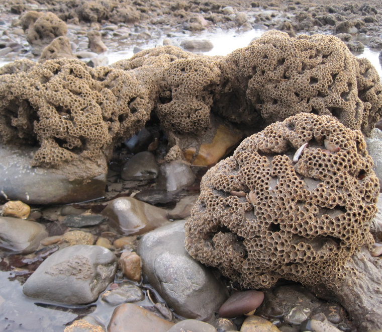 Saballaria reef