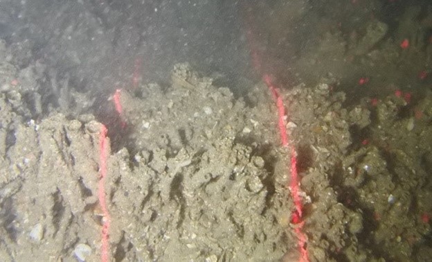 Sabellaria reef discovered at Anglesey