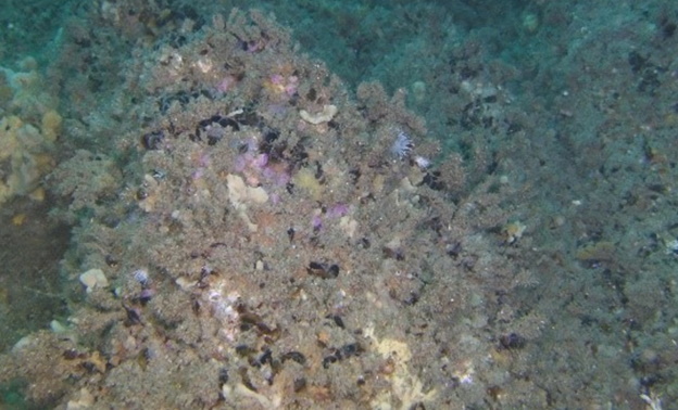 Sponge, anemone and Mytilus mussel at Pembrokeshire