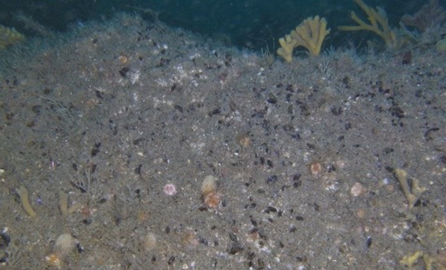 Sponge and anemones at Pembrokeshire