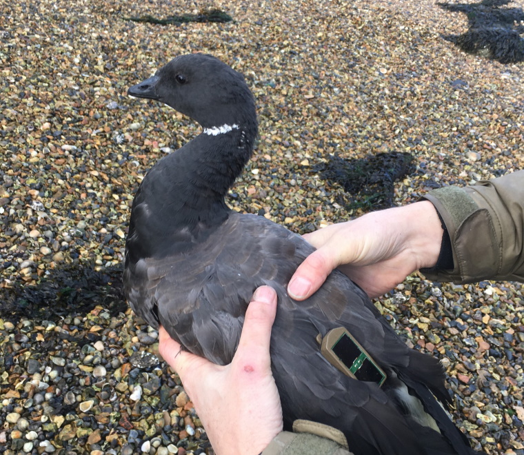 A photo of a goose with a GPS tag 