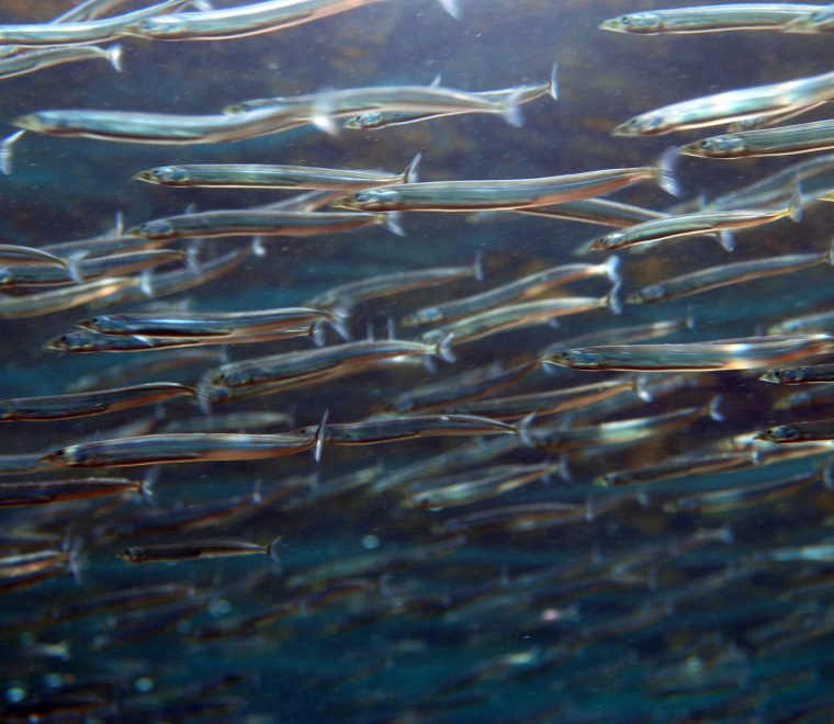 A photo of sand eels underwater 