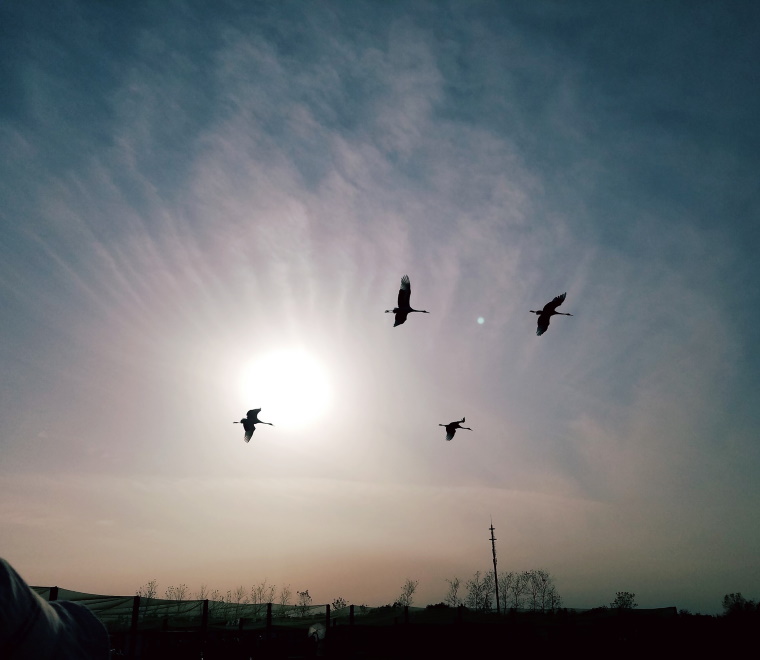 Birds at sunset 