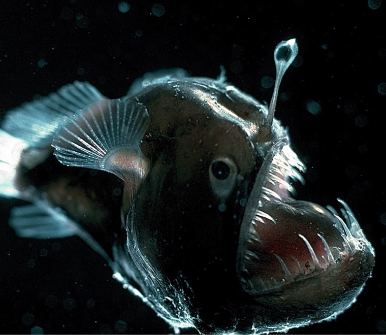 Deep sea anglerfish 