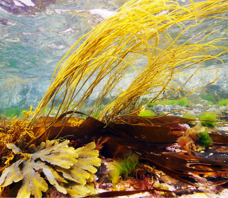 Seagrass 