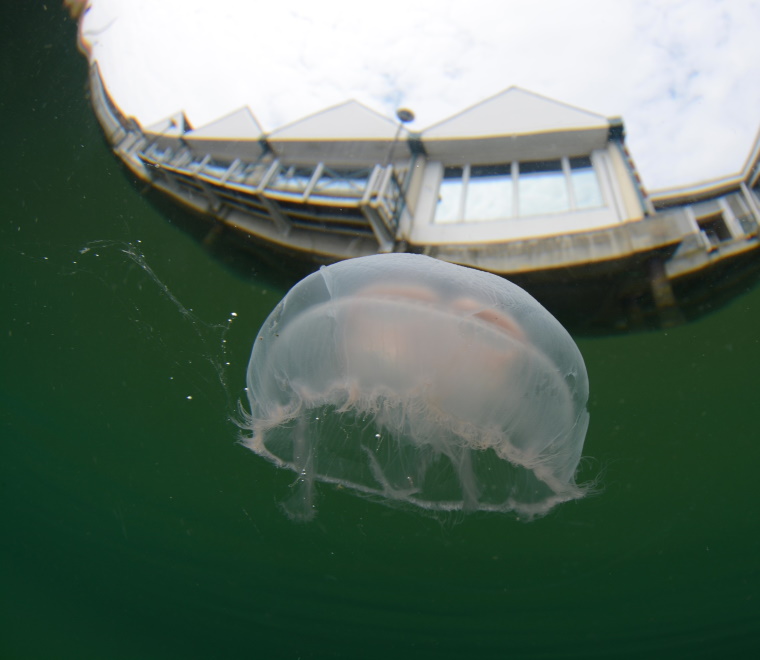 Moon Jellyfish Town Quay Southampton 
