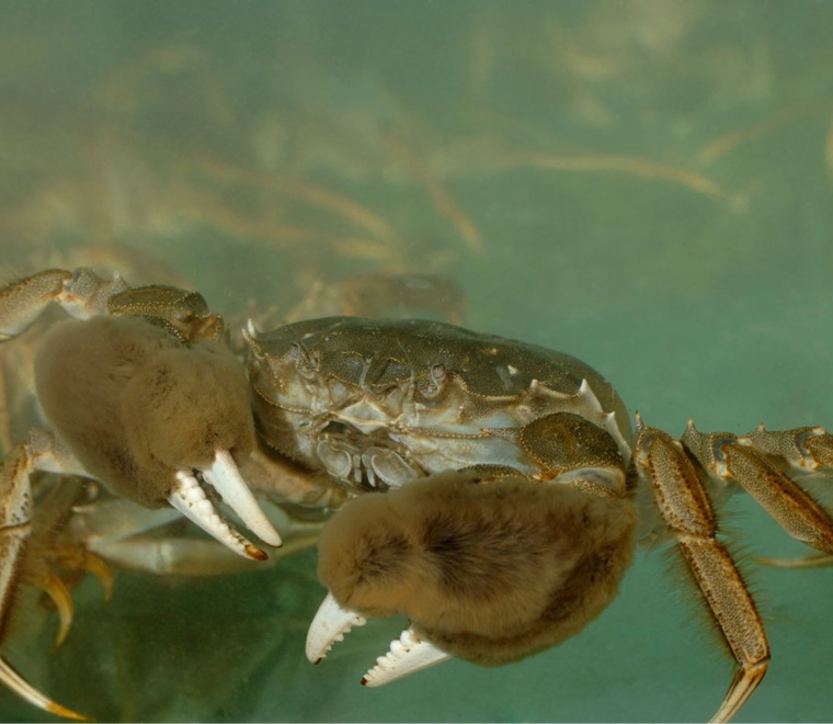 Chinese mitten crab 
