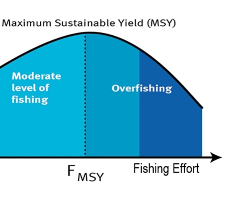 MSY chart 