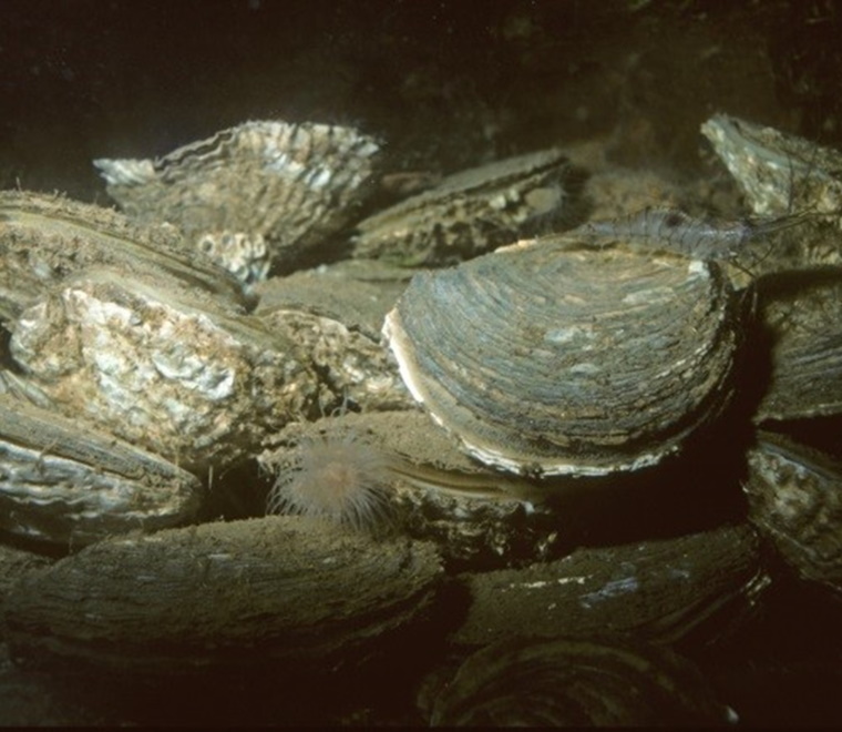 Flat oyster 