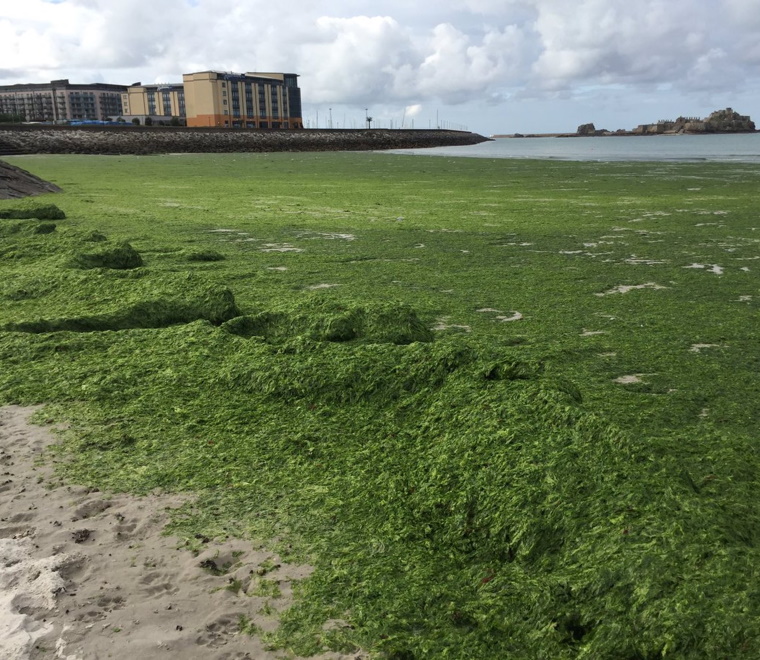 Seagrass 