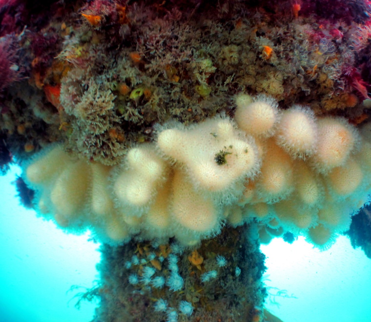 Dead man's fingers 