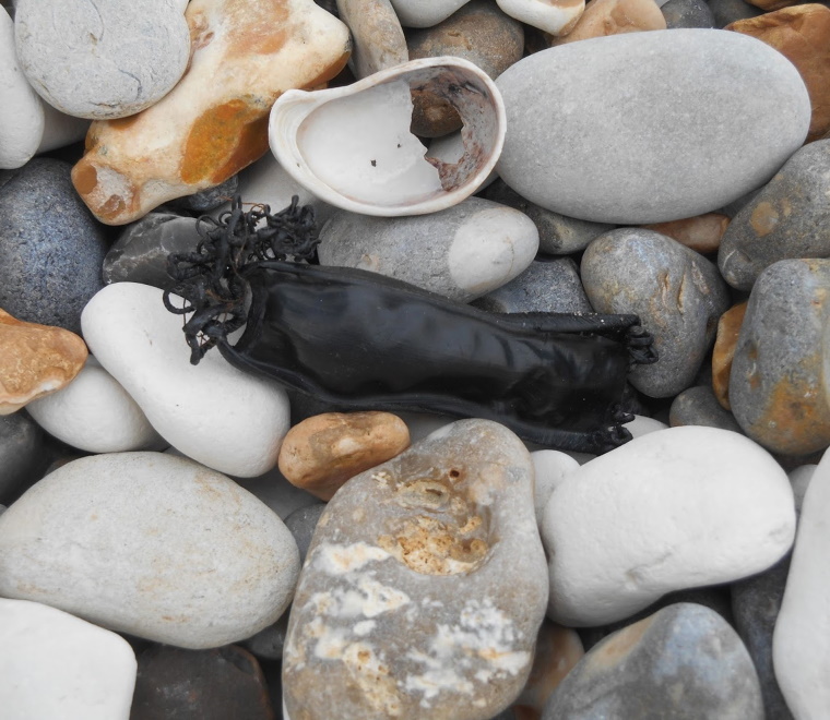 Eggcase 