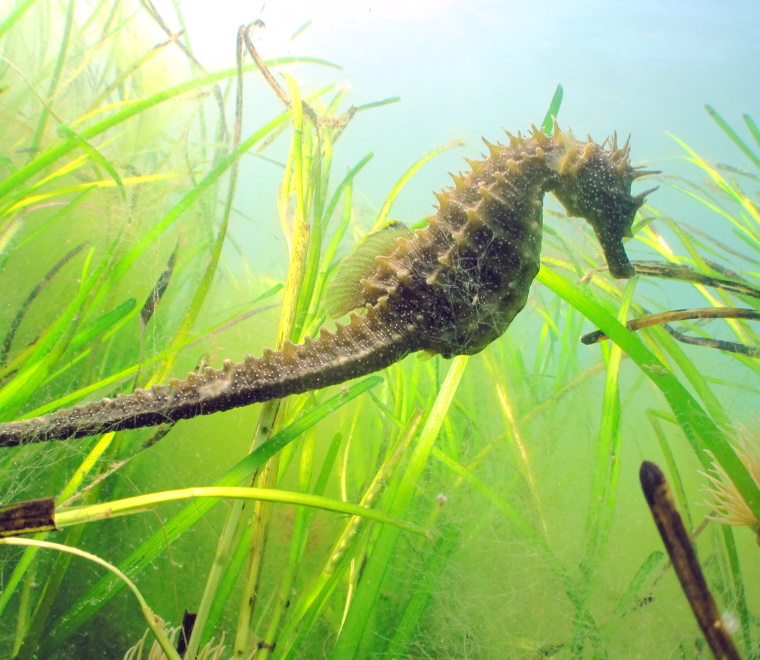 Seahorse 