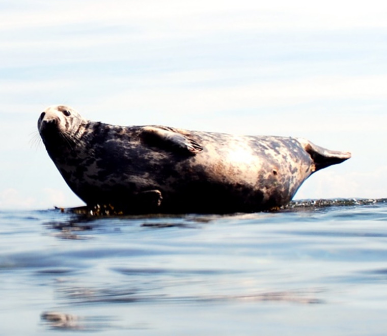 Seal 
