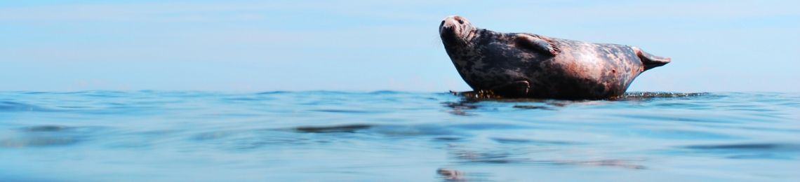 Seal