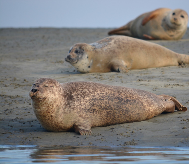 Seals 