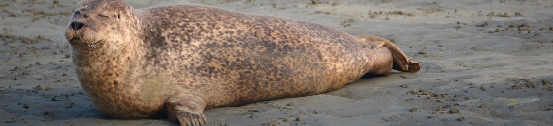 Seals