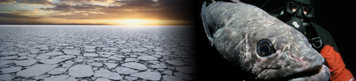 Ross Sea