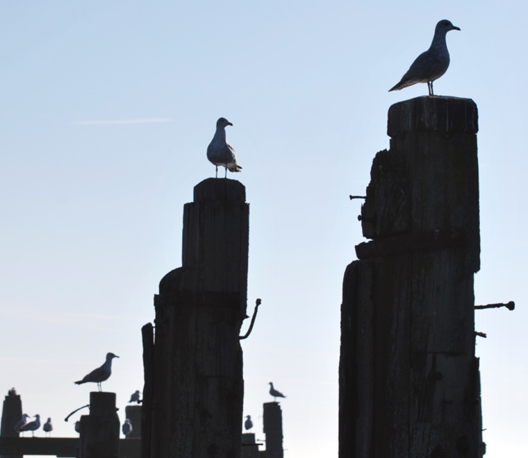 Birds on wooden platforms ocean 