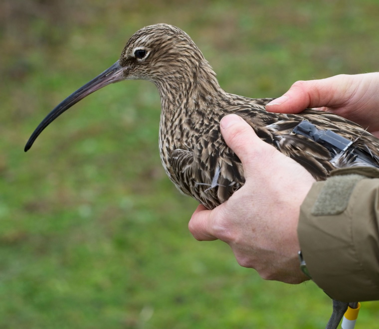 Snipe waterbird