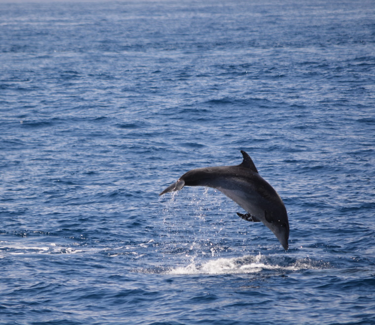 Bottlenose dolphin 