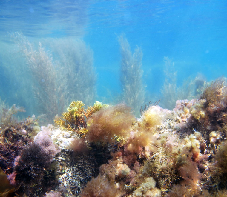 Kimmeridge underwater