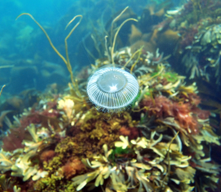 Jellyfish