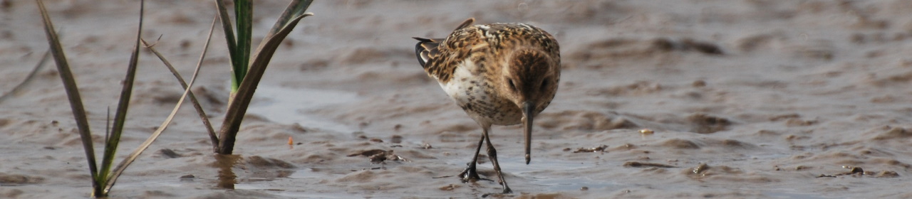 Dunlin