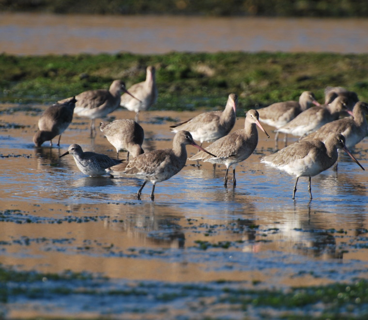 Flock of black-tailed Godwit 