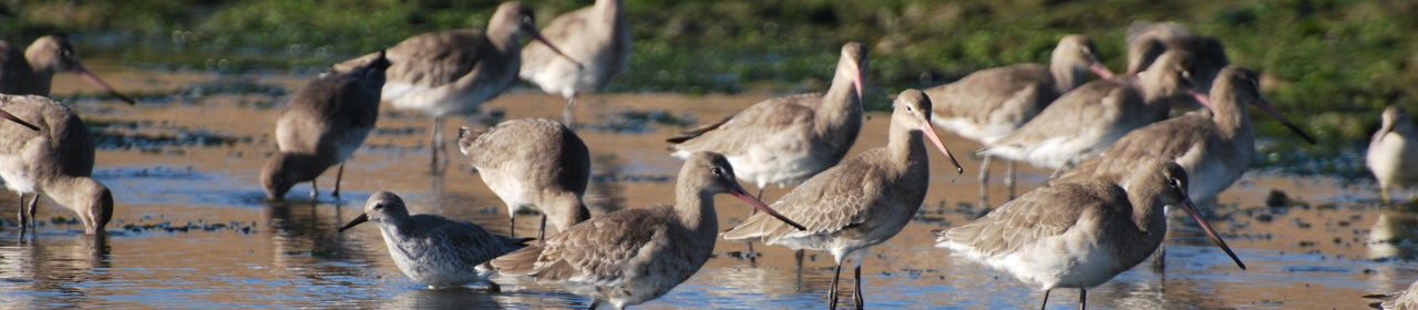 Flock of black-tailed Godwit