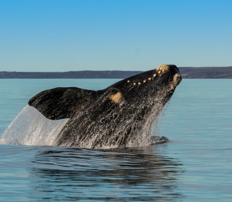 Right whale 