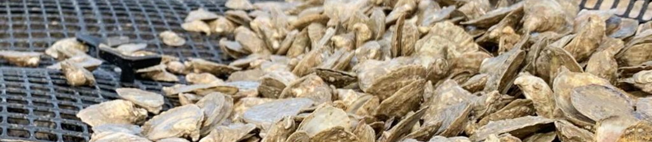 Oysters in a cage