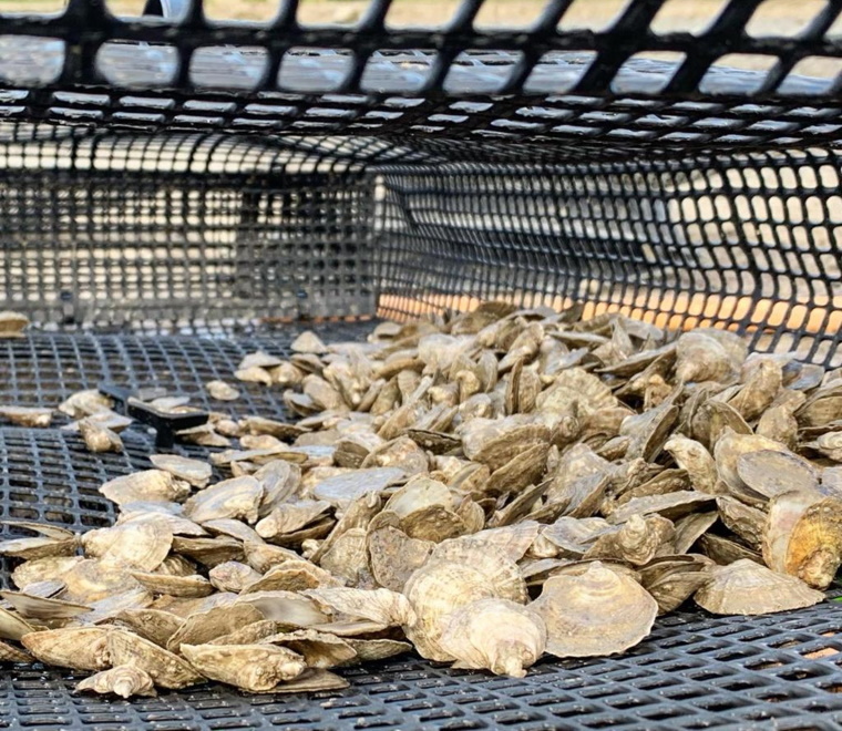 Oysters in a cage
