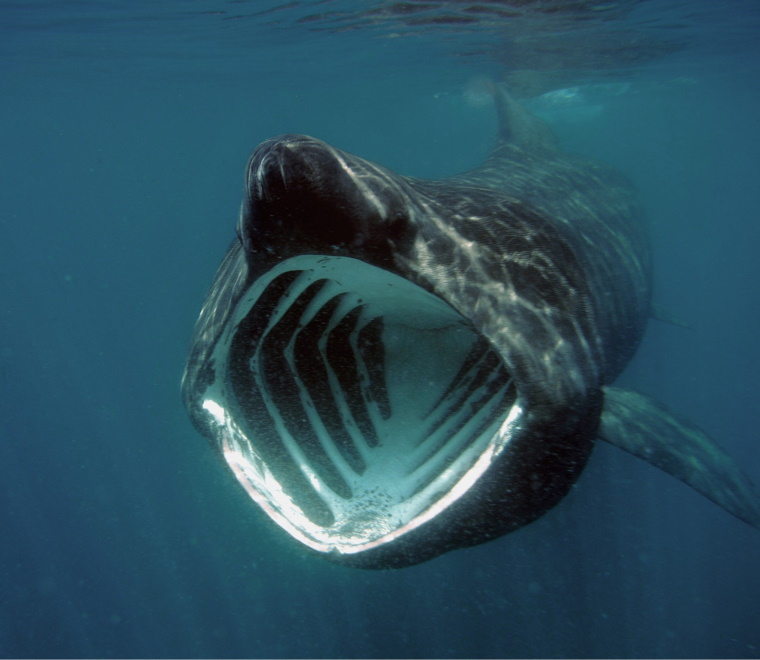 A photo of a basking shark underwater 