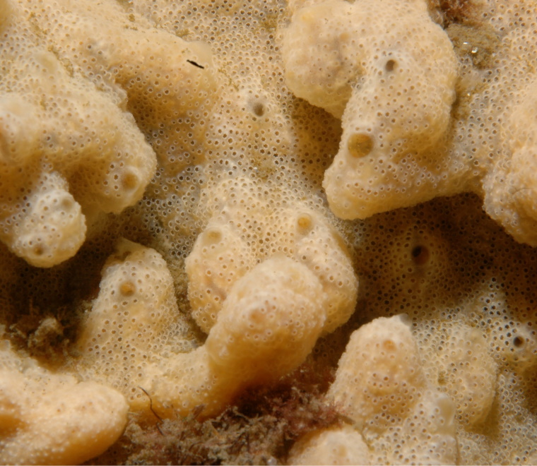 Tunicate colony of Didemnum vexillum 
