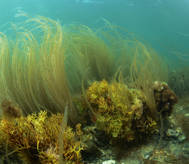 Subtidal reef