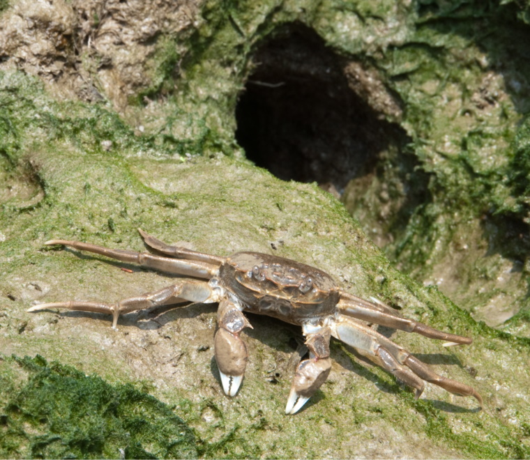 Chinese mitten crab