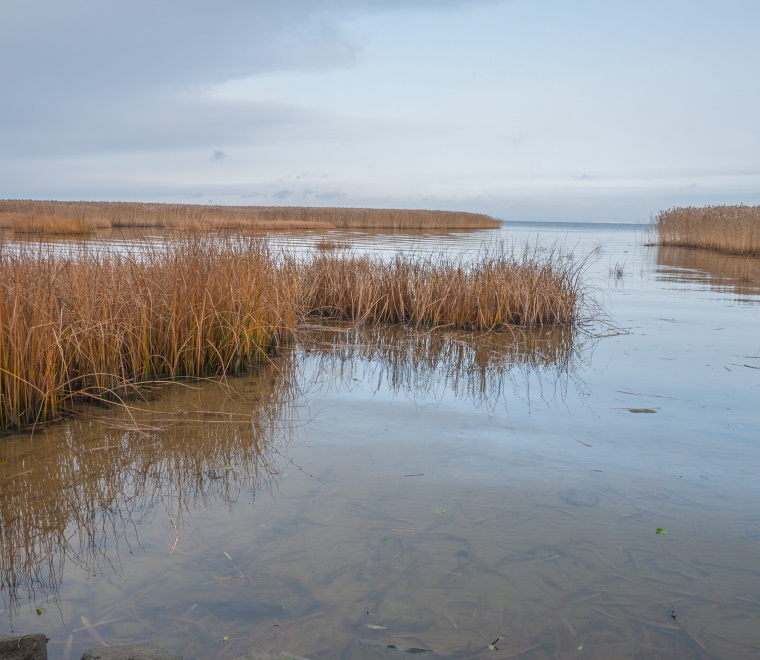 Saltmarsh